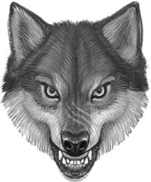 Иллюстрация к книге — Верные. Книга 1. Когда исчезли все люди [i_004.jpg]