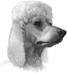 Иллюстрация к книге — Верные. Книга 1. Когда исчезли все люди [i_006.jpg]