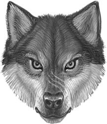 Иллюстрация к книге — Верные. Книга 1. Когда исчезли все люди [i_012.jpg]