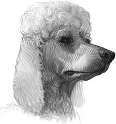 Иллюстрация к книге — Верные. Книга 1. Когда исчезли все люди [i_021.jpg]