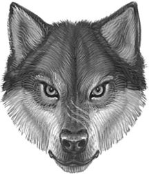 Иллюстрация к книге — Верные. Книга 1. Когда исчезли все люди [i_028.jpg]