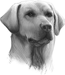 Иллюстрация к книге — Верные. Книга 1. Когда исчезли все люди [i_033.jpg]