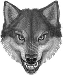 Иллюстрация к книге — Верные. Книга 1. Когда исчезли все люди [i_036.jpg]