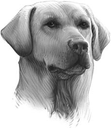 Иллюстрация к книге — Верные. Книга 1. Когда исчезли все люди [i_040.jpg]