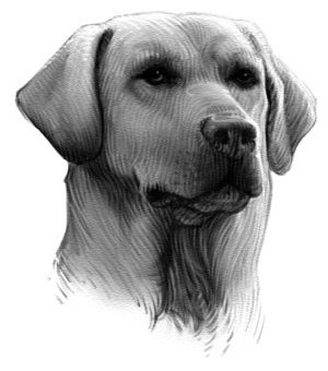 Иллюстрация к книге — Верные. Книга 2. Тайна трёх колец [i_001.jpg]