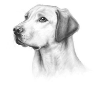 Иллюстрация к книге — Верные. Книга 2. Тайна трёх колец [i_002.jpg]