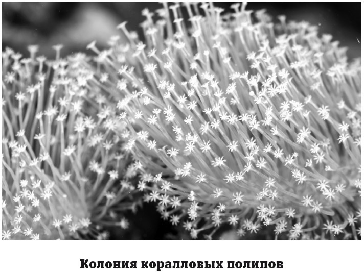 Иллюстрация к книге — География на пальцах [i_070.jpg]