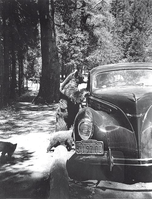 Иллюстрация к книге — Набоков в Америке. По дороге к &quot;Лолите&quot; [i_005.jpg]