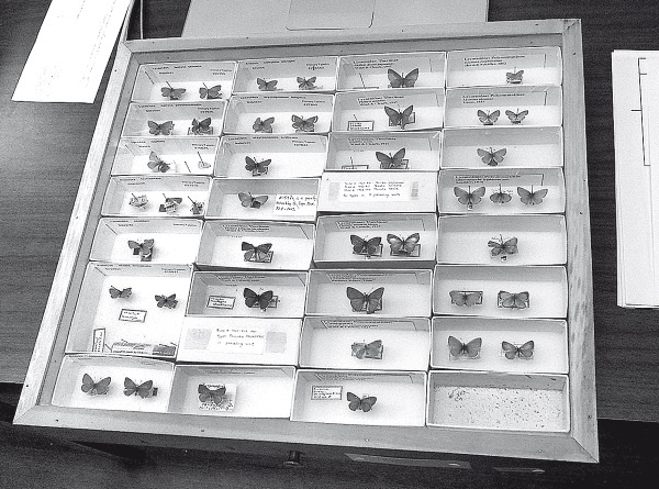 Иллюстрация к книге — Набоков в Америке. По дороге к &quot;Лолите&quot; [i_007.jpg]