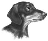 Иллюстрация к книге — Верные. Книга 3. Дорога чудес и невзгод [i_003.jpg]