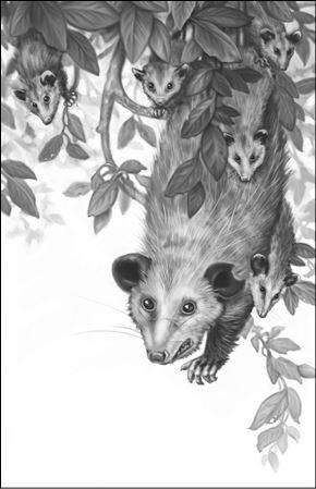 Иллюстрация к книге — Верные. Книга 3. Дорога чудес и невзгод [i_009.jpg]