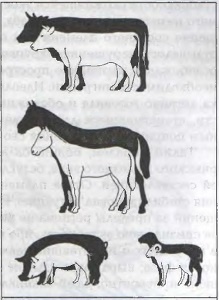 Иллюстрация к книге — Предвестники викингов. Северная Европа в I-VIII веках [i_006.jpg]