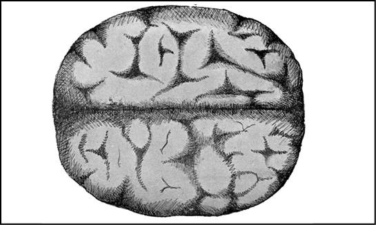 Иллюстрация к книге — Безумие ли? Как психиатры выставляют диагноз? [i_068.jpg]