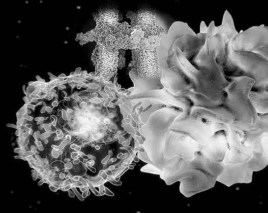 Иллюстрация к книге — Как работает иммунитет [i_016.jpg]