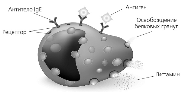 Иллюстрация к книге — Как работает иммунитет [i_017.jpg]