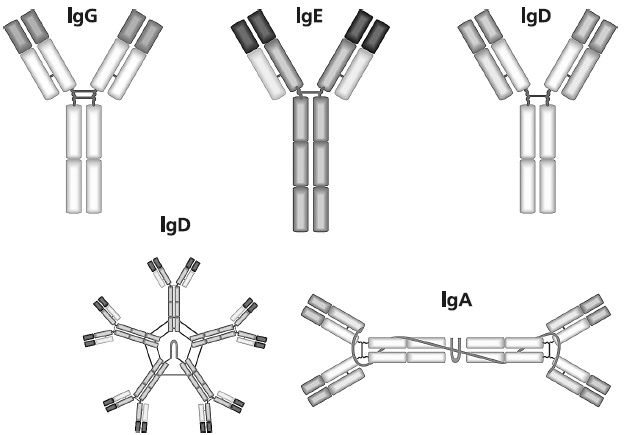 Иллюстрация к книге — Как работает иммунитет [i_024.jpg]