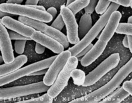 Иллюстрация к книге — Как работает иммунитет [i_037.jpg]