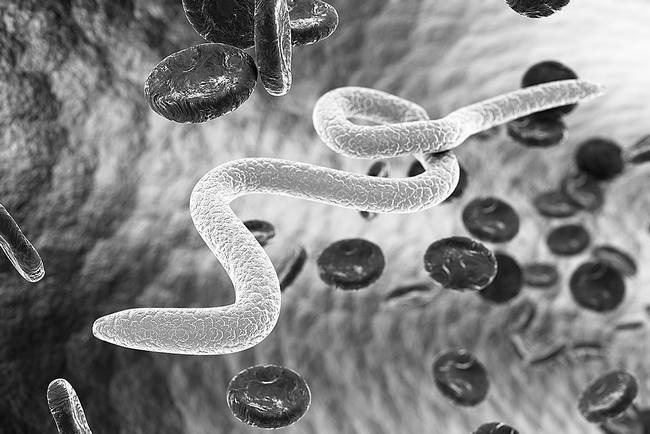 Иллюстрация к книге — Как работает иммунитет [i_040.jpg]