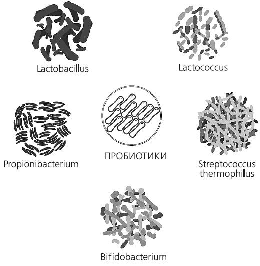 Иллюстрация к книге — Как работает иммунитет [i_049.jpg]