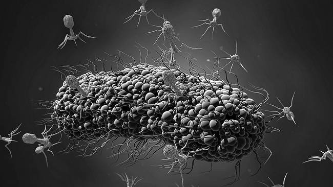 Иллюстрация к книге — Как работает иммунитет [i_068.jpg]