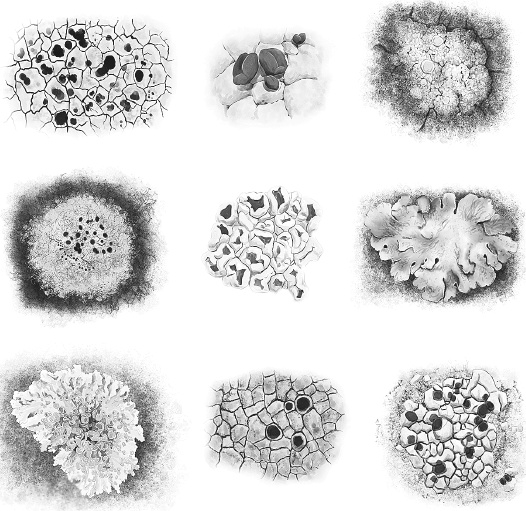 Иллюстрация к книге — Как работает иммунитет [i_070.jpg]