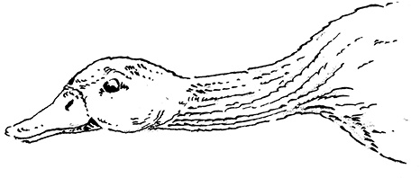 Иллюстрация к книге — Повелитель драконов. Перо грифона  [i_050.jpg]