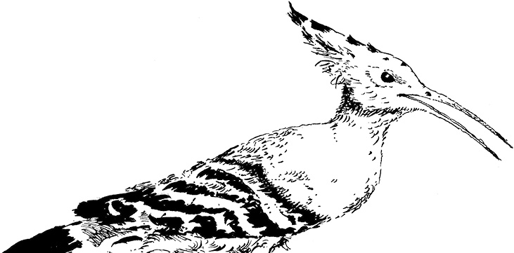 Иллюстрация к книге — Повелитель драконов. Перо грифона  [i_068.jpg]