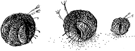 Иллюстрация к книге — Повелитель драконов. Перо грифона  [i_095.jpg]