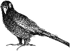 Иллюстрация к книге — Повелитель драконов. Перо грифона  [i_132.jpg]