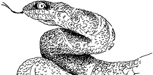 Иллюстрация к книге — Повелитель драконов. Перо грифона  [i_137.jpg]