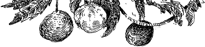 Иллюстрация к книге — Повелитель драконов. Перо грифона  [i_142.jpg]