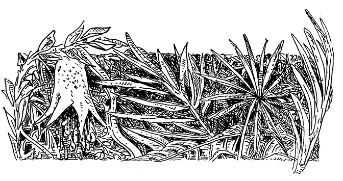 Иллюстрация к книге — Повелитель драконов. Перо грифона  [i_210.jpg]