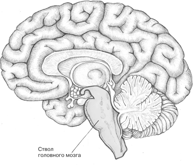 Иллюстрация к книге — Заблокированные нейроны  [i_007.jpg]