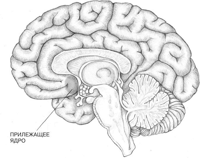 Иллюстрация к книге — Заблокированные нейроны  [i_010.jpg]