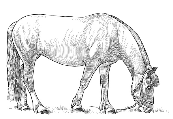 Иллюстрация к книге — Моя жизнь в его лапах. Удивительная история Теда - самой заботливой собаки в мире [i_003.jpg]