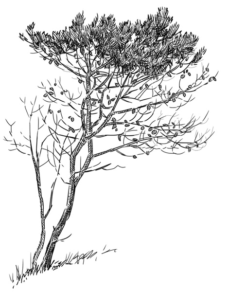 Иллюстрация к книге — Моя жизнь в его лапах. Удивительная история Теда - самой заботливой собаки в мире [i_009.jpg]