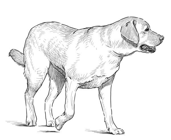 Иллюстрация к книге — Моя жизнь в его лапах. Удивительная история Теда - самой заботливой собаки в мире [i_013.jpg]