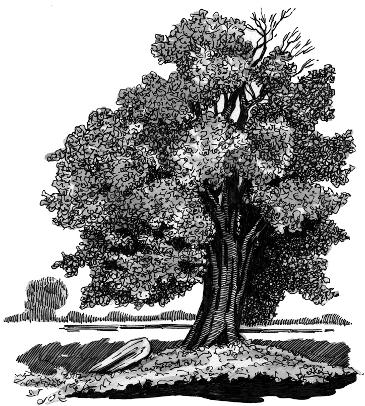 Иллюстрация к книге — Письмо, ведьма и кольцо [i_012.jpg]