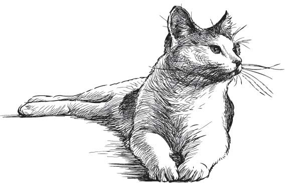 Иллюстрация к книге — Рыжий бродяга Тоби. Кот, подаривший утешение в самые трудные дни [i_007.jpg]