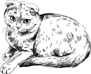 Иллюстрация к книге — Коты, вернувшие мне улыбку. История о счастье, книгах и всеобщих любимцах Бейкере и Тейлоре [i_003.jpg]