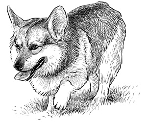 Иллюстрация к книге — Коты, вернувшие мне улыбку. История о счастье, книгах и всеобщих любимцах Бейкере и Тейлоре [i_008.jpg]