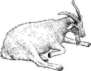 Иллюстрация к книге — Коты, вернувшие мне улыбку. История о счастье, книгах и всеобщих любимцах Бейкере и Тейлоре [i_009.jpg]