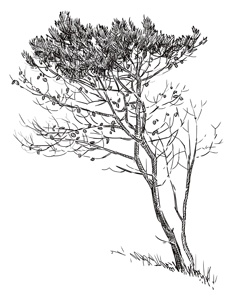 Иллюстрация к книге — Коты, вернувшие мне улыбку. История о счастье, книгах и всеобщих любимцах Бейкере и Тейлоре [i_019.jpg]