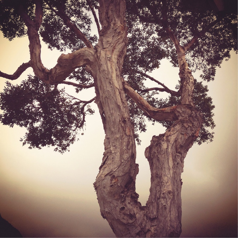 Иллюстрация к книге — Дзен-камера. Шесть уроков творческого развития и осознанности [i_015.jpg]