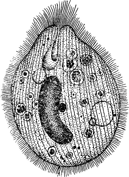 Иллюстрация к книге — Опасные соседи. Как распознать паразитов, не впасть в панику и свести вред для организма к минимуму [i_004.jpg]