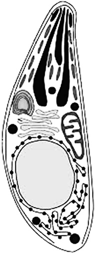 Иллюстрация к книге — Опасные соседи. Как распознать паразитов, не впасть в панику и свести вред для организма к минимуму [i_006.jpg]