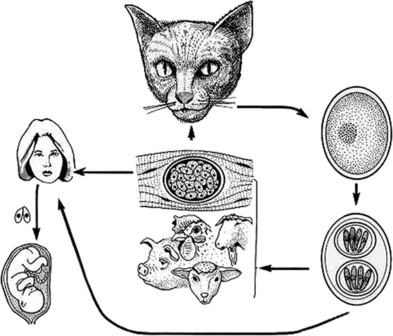 Иллюстрация к книге — Опасные соседи. Как распознать паразитов, не впасть в панику и свести вред для организма к минимуму [i_007.jpg]