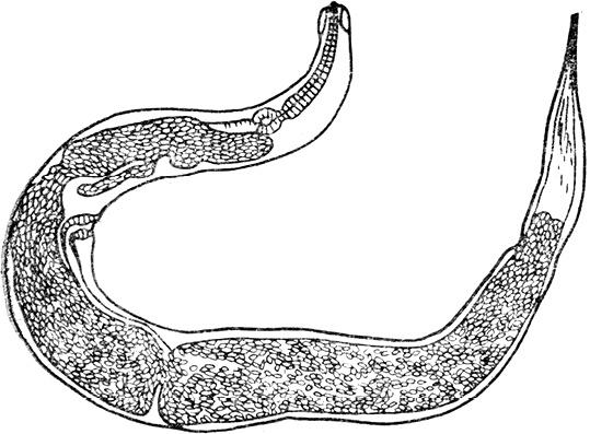 Иллюстрация к книге — Опасные соседи. Как распознать паразитов, не впасть в панику и свести вред для организма к минимуму [i_008.jpg]
