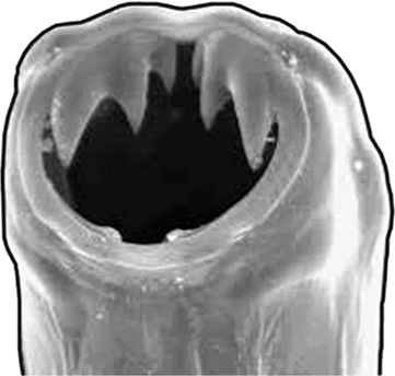 Иллюстрация к книге — Опасные соседи. Как распознать паразитов, не впасть в панику и свести вред для организма к минимуму [i_011.jpg]