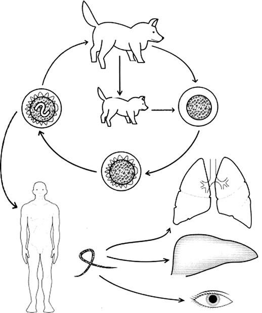 Иллюстрация к книге — Опасные соседи. Как распознать паразитов, не впасть в панику и свести вред для организма к минимуму [i_014.jpg]